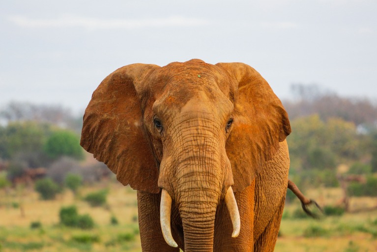 Hope for Elephants